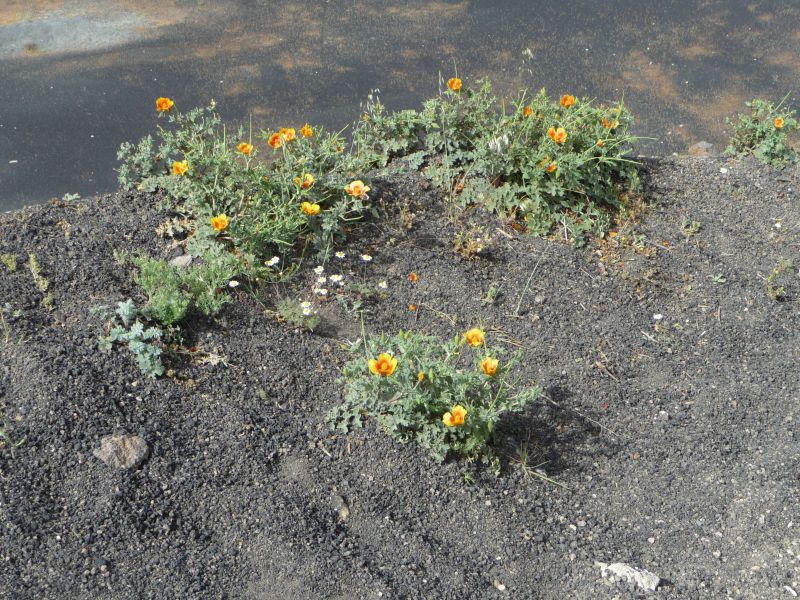 P1020891.JPG